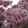 今年の一目千本桜は。仙台高収入アルバイト♪ライブチャットアイシス☆